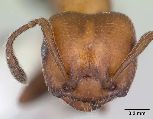 Crematogaster thalia specimen CASENT0173951 image casent0173951_2