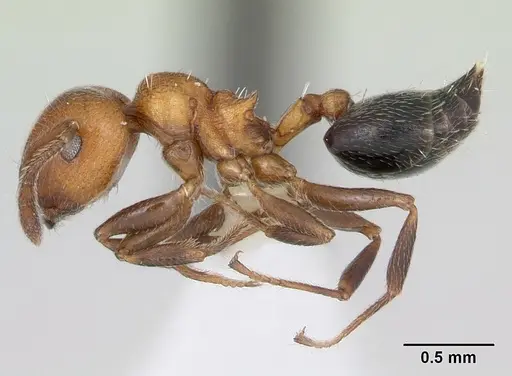 Crematogaster thalia specimen CASENT0173951 image casent0173951_3