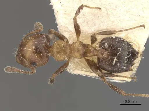 Crematogaster thalia specimen CASENT0908395 image casent0908395_1