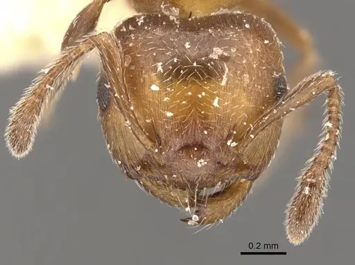 Crematogaster thalia specimen CASENT0908395 image casent0908395_2