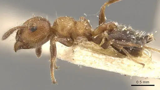 Crematogaster thalia specimen CASENT0908395 image casent0908395_3