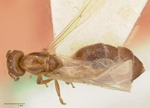 Crematogaster thalia specimen FOCOL0644 image focol0644_1