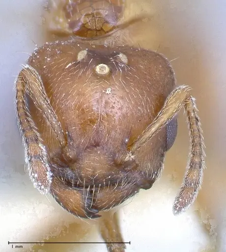 Crematogaster thalia specimen FOCOL0644 image focol0644_2