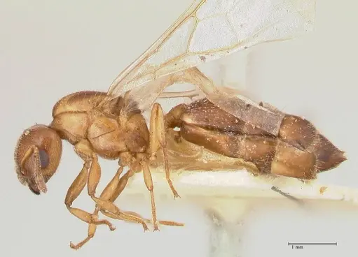 Crematogaster thalia specimen FOCOL0644 image focol0644_3