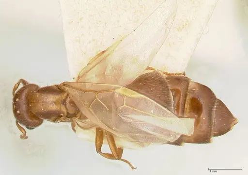 Crematogaster thalia specimen FOCOL0645-1 image focol0645-1_1