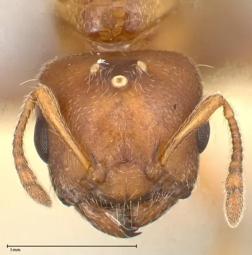 Crematogaster thalia specimen FOCOL0645-1 image focol0645-1_2