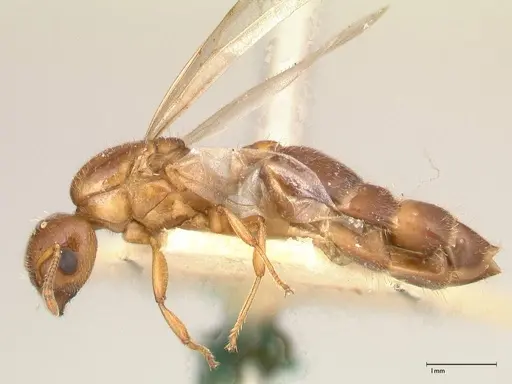 Crematogaster thalia specimen FOCOL0645-1 image focol0645-1_3