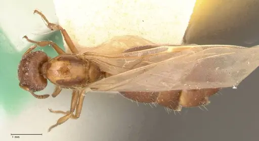 Crematogaster thalia specimen FOCOL0645-2 image focol0645-2_1