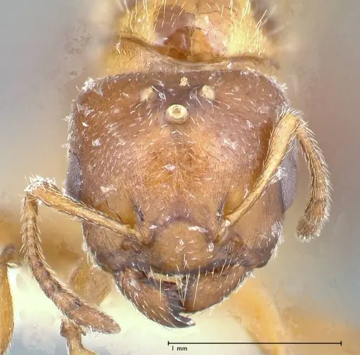 Crematogaster thalia specimen FOCOL0645-2 image focol0645-2_2
