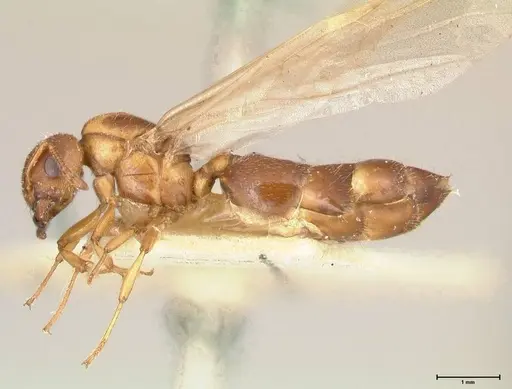 Crematogaster thalia specimen FOCOL0645-2 image focol0645-2_3