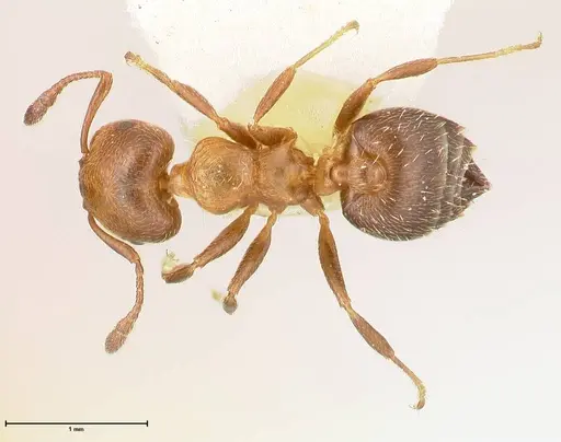 Crematogaster thalia specimen FOCOL0646-1 image focol0646-1_1