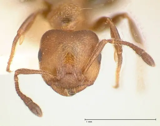 Crematogaster thalia specimen FOCOL0646-1 image focol0646-1_2
