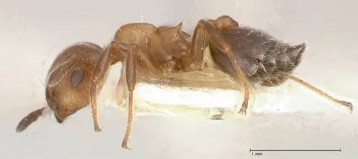 Crematogaster thalia specimen FOCOL0646-1 image focol0646-1_3