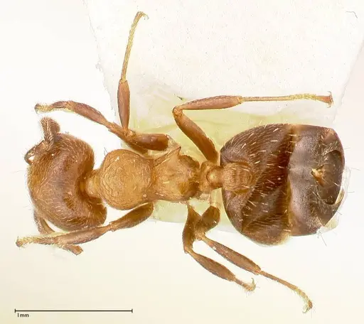 Crematogaster thalia specimen FOCOL0646-2 image focol0646-2_1