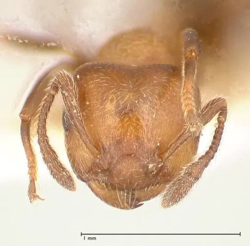 Crematogaster thalia specimen FOCOL0646-2 image focol0646-2_2
