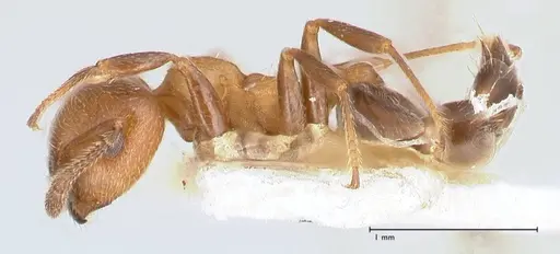 Crematogaster thalia specimen FOCOL0646-2 image focol0646-2_3