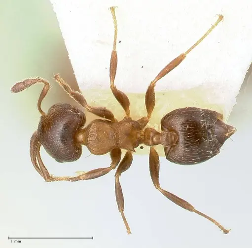 Crematogaster thalia specimen FOCOL0647-1 image focol0647-1_1