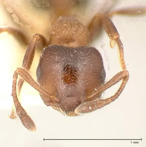 Crematogaster thalia specimen FOCOL0647-1 image focol0647-1_2