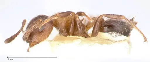 Crematogaster thalia specimen FOCOL0647-1 image focol0647-1_3