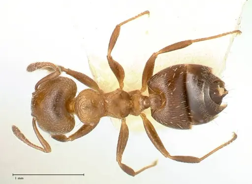 Crematogaster thalia specimen FOCOL0647-2 image focol0647-2_1