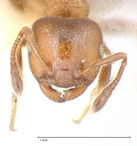 Crematogaster thalia specimen FOCOL0647-2 image focol0647-2_2