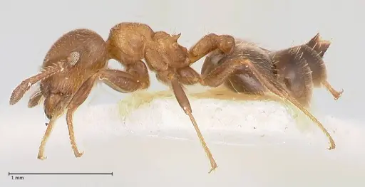 Crematogaster thalia specimen FOCOL0647-2 image focol0647-2_3