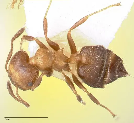 Crematogaster thalia specimen FOCOL0647-3 image focol0647-3_1