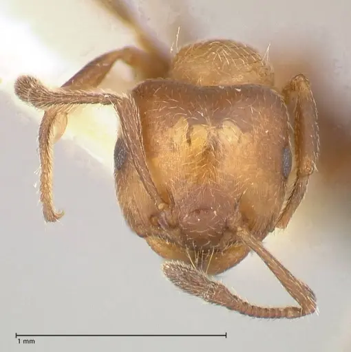 Crematogaster thalia specimen FOCOL0647-3 image focol0647-3_2