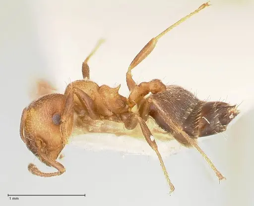 Crematogaster thalia specimen FOCOL0647-3 image focol0647-3_3