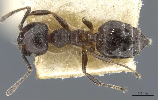 Crematogaster theta specimen CASENT0904475 image casent0904475_1