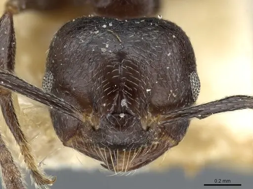 Crematogaster theta specimen CASENT0904475 image casent0904475_2