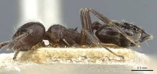 Crematogaster theta specimen CASENT0904475 image casent0904475_3