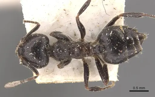 Crematogaster theta specimen CASENT0908632 image casent0908632_1