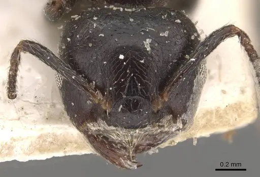 Crematogaster theta specimen CASENT0908632 image casent0908632_2