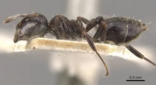 Crematogaster theta specimen CASENT0908632 image casent0908632_3