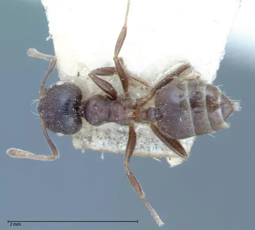 Crematogaster theta specimen FOCOL0061 image focol0061_1