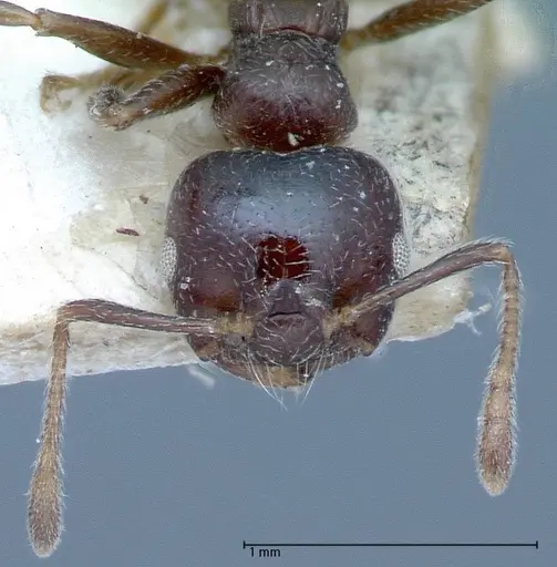 Crematogaster theta specimen FOCOL0061 image focol0061_2