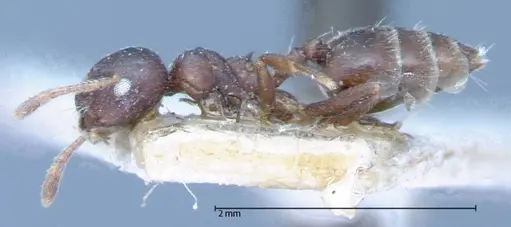 Crematogaster theta specimen FOCOL0061 image focol0061_3