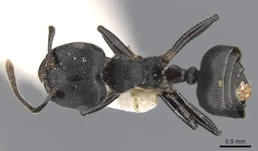 Crematogaster togoensis specimen CASENT0902073 image casent0902073_1