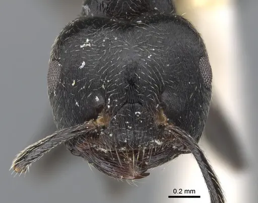 Crematogaster togoensis specimen CASENT0902073 image casent0902073_2