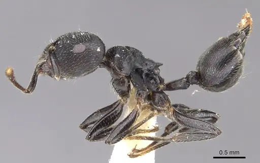 Crematogaster togoensis specimen CASENT0902073 image casent0902073_3