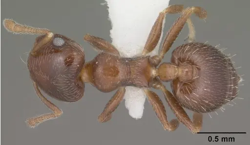 Crematogaster torosa specimen CASENT0102828 image casent0102828_1