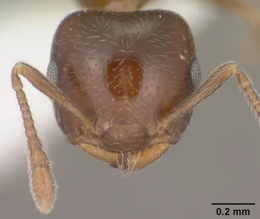 Crematogaster torosa specimen CASENT0102828 image casent0102828_2