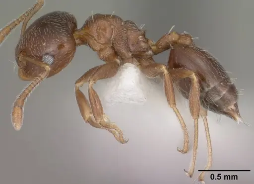 Crematogaster torosa specimen CASENT0102828 image casent0102828_3
