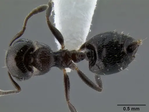 Crematogaster torosa specimen CASENT0193195 image casent0193195_1