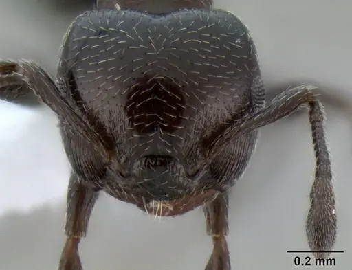Crematogaster torosa specimen CASENT0193195 image casent0193195_2