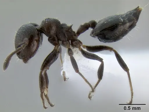 Crematogaster torosa specimen CASENT0193195 image casent0193195_3