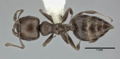 Crematogaster torosa specimen CASENT0246034 image casent0246034_1