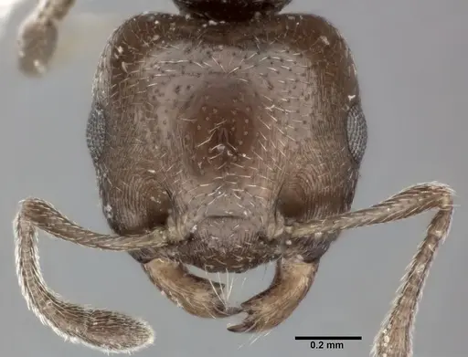 Crematogaster torosa specimen CASENT0246034 image casent0246034_2