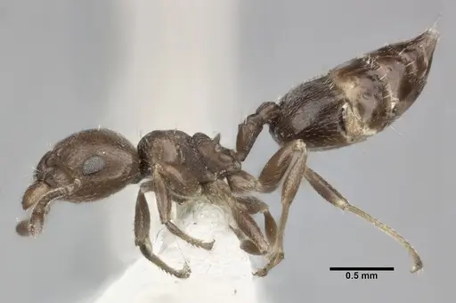Crematogaster torosa specimen CASENT0246034 image casent0246034_3